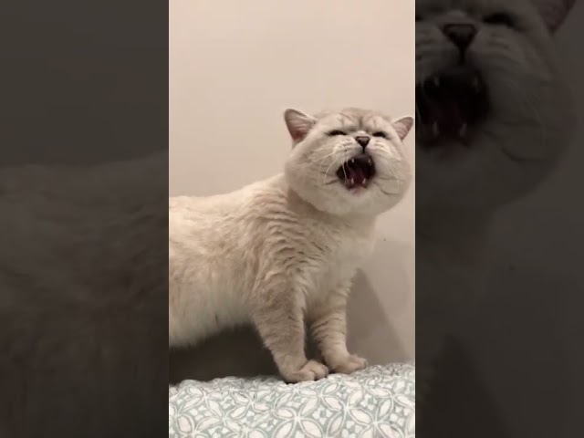 Cat sound to attract cats🙀realistic multiple meows class=