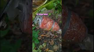 #viral #fruit #lifeisbutadream #graftingplants #greenthumb #satisfying