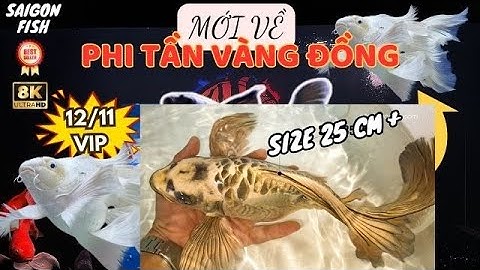 PHI TẦN Cổ điển Vàng Đồng cập bến giá sốc mua 2 tặng 1 - TỔNG HỢP các loại cá chép Sư Tử ĐỎ về hàng