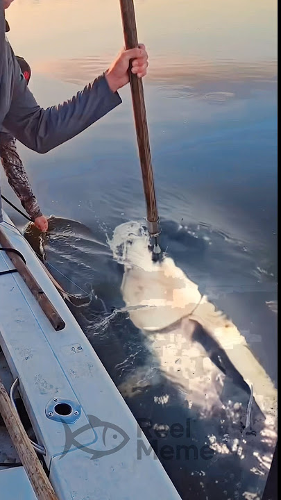 Tuna lewat langsung takluk sekali colok!! #bluefintuna #spearfishing #amazing