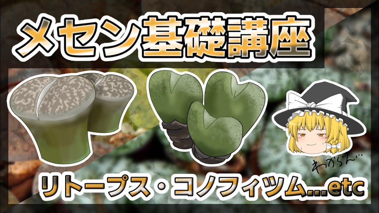 【ゆっくり解説】メセン基礎講座【リトープス・コノフィツム】【多肉植物】