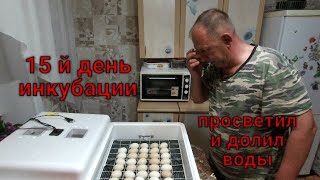 Пятнадцатый день инкубации куриного яйца.