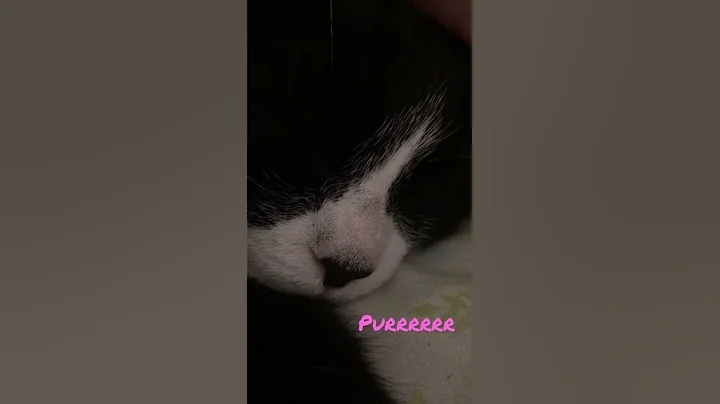 Enjoy Mischief purring to ease your anxiety.
