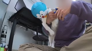 How to clip a cat's toenails easily