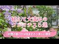 【ガーデニング・クレマチスおすすめ5品種!植えて大満足】春バラと咲きそろい庭が一気におしゃれになる♪バラと宿根草の庭づくり