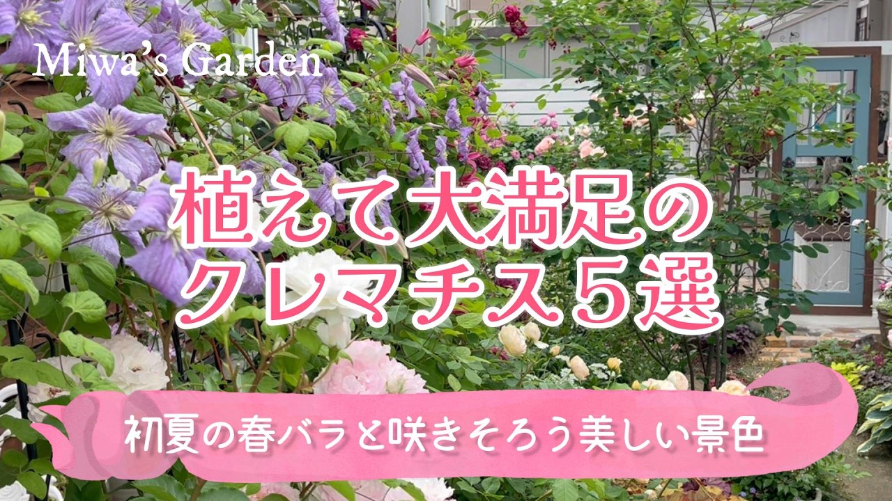 ガーデニング・おすすめクレマチス🌺植えて大満足５選！初夏の春バラと咲きそろう庭がグンとおしゃれになる♪バラと宿根草の庭づくり
