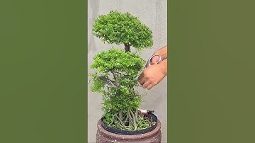 cắt tỉa lại cây linh sam 86 chơi nha ae