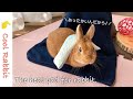 【うさぎ】ウサギさん用の豆カイロをいただきました！【ネザーランドドワーフ】Rabbit vlog #78 The heat pad for rabbit.