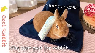【うさぎ】ウサギさん用の豆カイロをいただきました！【ネザーランドドワーフ】Rabbit vlog #78 The heat pad for rabbit.