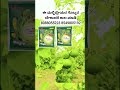 Soil Maltipeler 8088055223 #multiplayer #lemon #farming