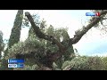 Крымские курорты озеленят растениями из Италии