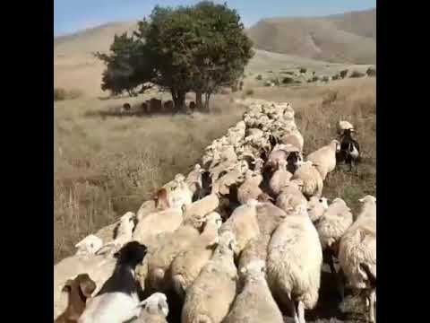 Video: Buludlu heyvanı necə bağlaya bilərəm?