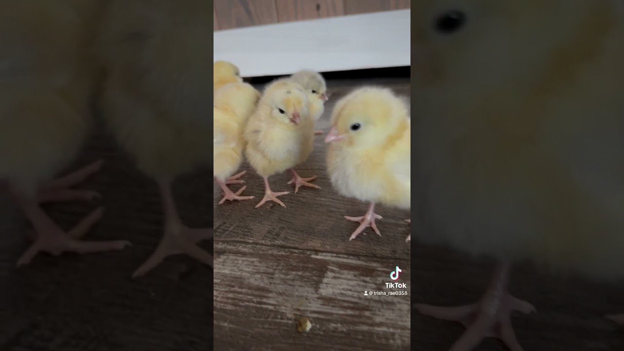Baby chicks from Meyer Hatchery