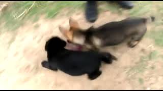 Queensland Police Dog Squad Puppies Play |  Funniest & Cutest  Puppies #41 - Funny Puppy Videos 2020 by Which Dog Should I Get? Dog Breed Selector 7 views 3 years ago 37 seconds