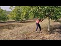 Recoltarea nucilor / walnuts harvest