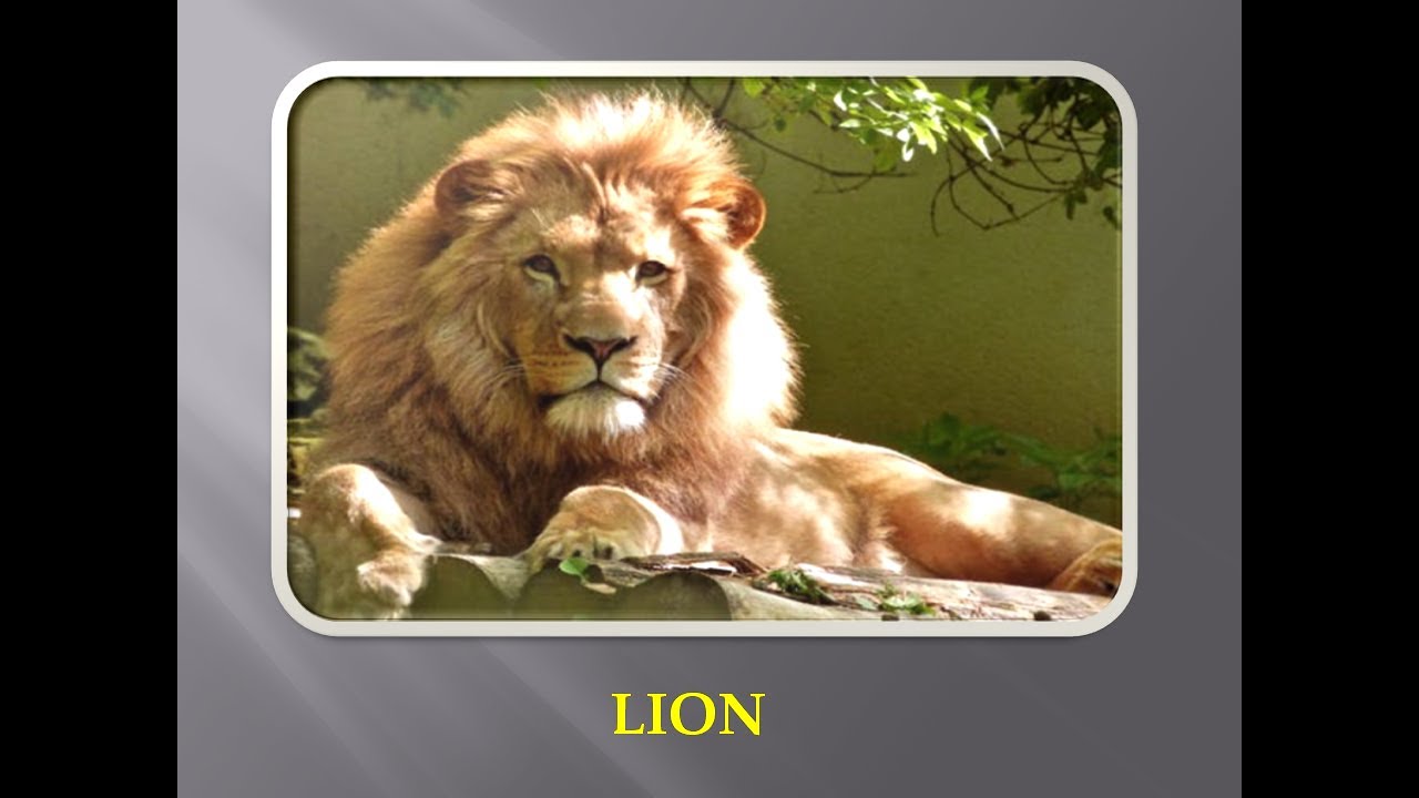wild animals | Forest animals | Jungle animals | Wild animals with name