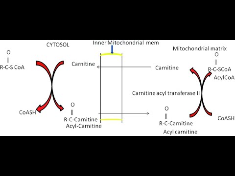 Role of Carnitine Shuttle System in the Active Transport of Fatty Acyl Coa  into the mitochondrial