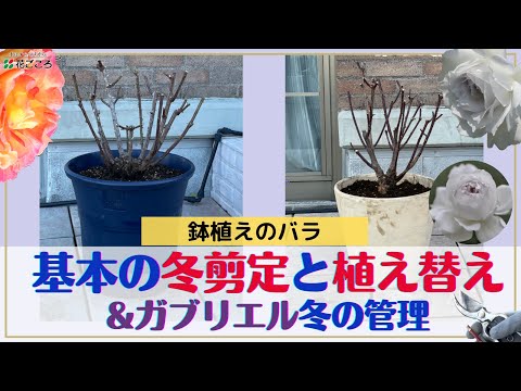 バラ 鉢植えバラ強剪定と植え替え ガブリエルの剪定植え替え 冬の管理 Youtube