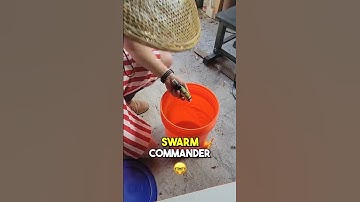 🐝 5 Gallon Bucket as a Hive? #shorts #bee #swarms