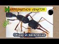 Harpegnathos venator // Обзор и Заселение венаторов