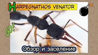 Harpegnathos venator // Обзор и Заселение венаторов