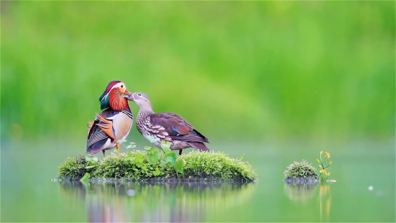Mandarin Duck Images  Browse 17910 Stock Photos Vectors and Video   Adobe Stock