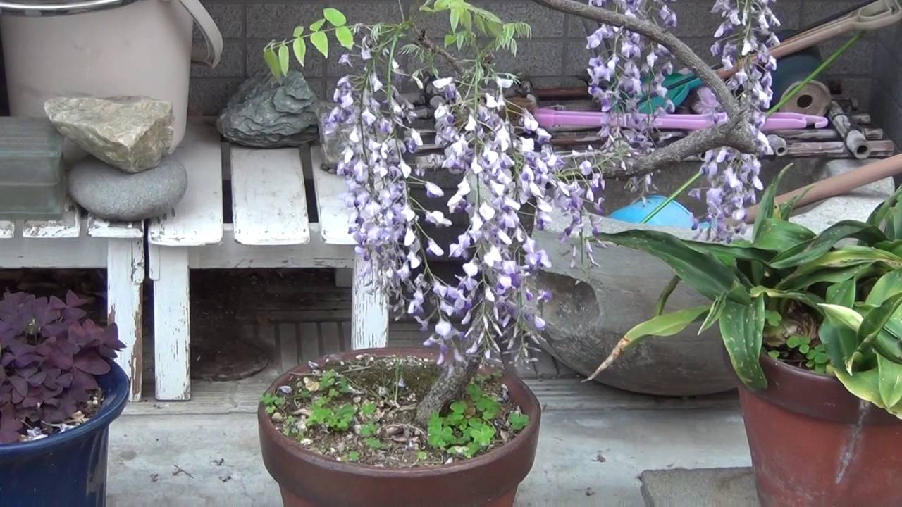 鉢植えの藤 Youtube