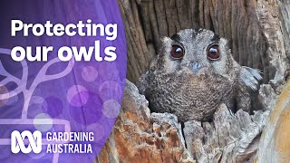 Night Life owls | Gardening for wildlife | Gardening Australia