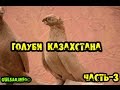 Голуби Казахстана / 3 / Pigeons / doves / dove