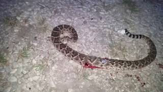 Always Cut The Head Off A Diamondback Rattlesnake Always Cut The Head Off A Diamondback Rattlesnake
