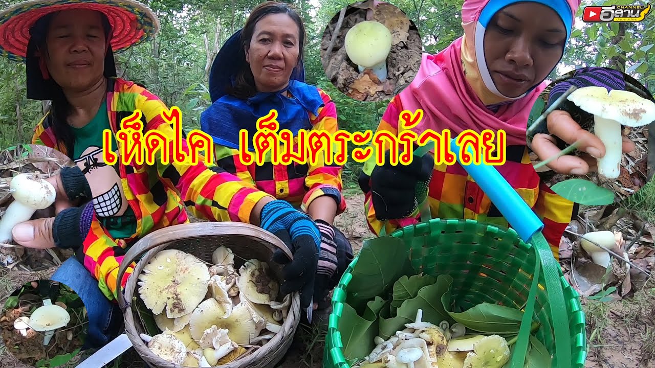 เจอแบบนี้ ทำตัวแบบไม่ถูก!!?? เห็ดไคออกเป็นกลุ่มๆเลย เก็บเห็ดไค กับทีมงานสามหลอด Ep. 2/2