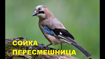 Сойка пересмешница.