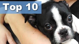 10 AMAZING Qualities Of Boston Terriers (You Will Want One!)