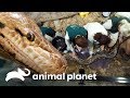 Píton reticulada precisa de ajuda para trocar de pele | A Família Irwin | Animal Planet Brasil