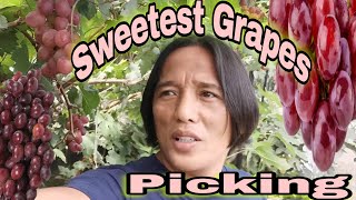 Vineyard Cafe | Grapes Picking | Tudela Misamis Occidental