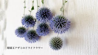 染め瑠璃玉アザミドライフラワー❣️ミニミニ