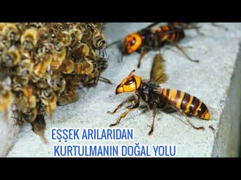 Video: Eşek Arısı Caydırıcı: Yaban Arılarından Nasıl Kurtulur