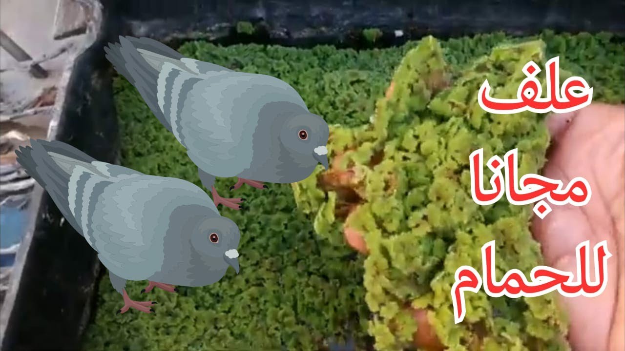 الازولا علف مجانى للحمام /الازولا لزيادة انتاج البيض