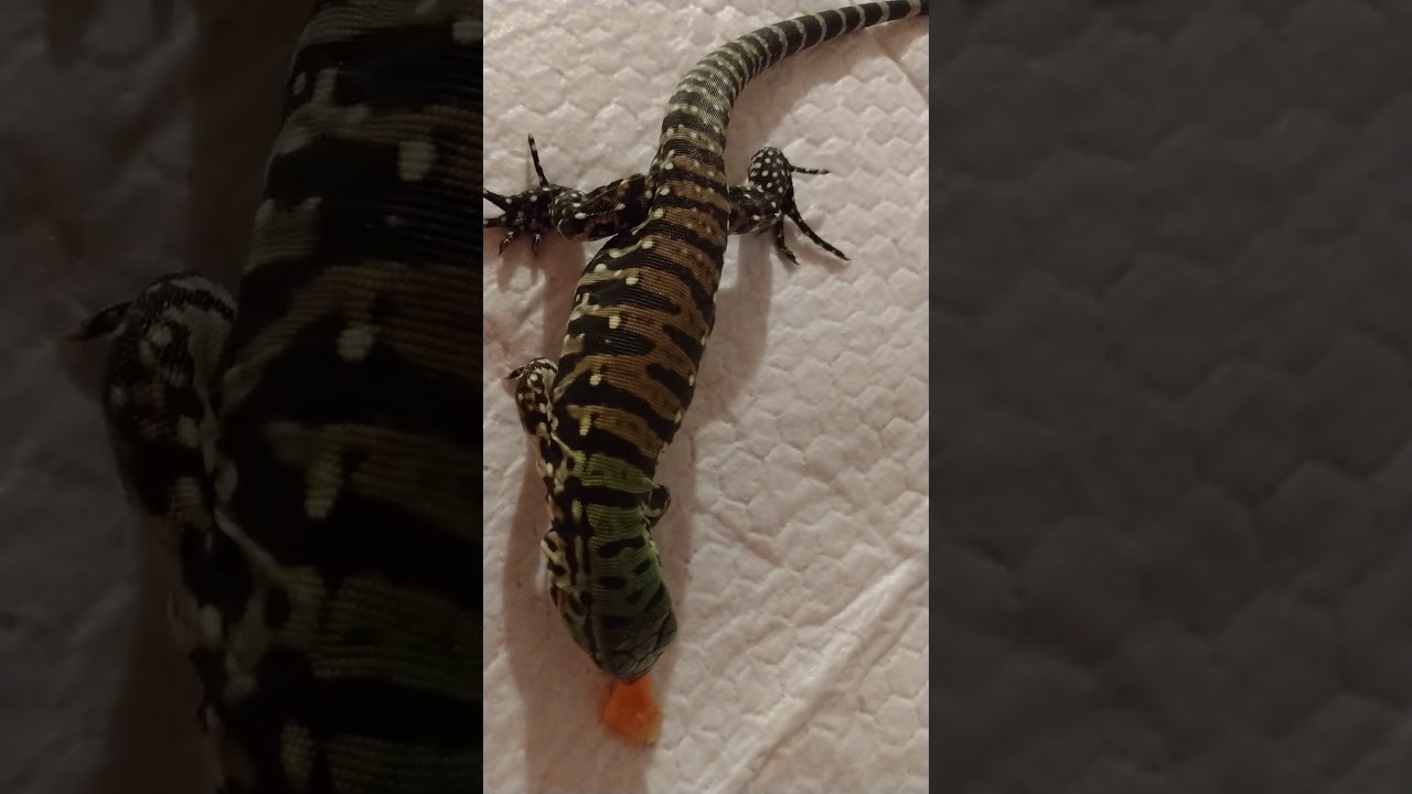 camera iphone 8 plus apk Killian Tegu tries salmon