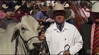 Brahman cow Lady Olive Adelaide claims Ekka champion & sells for $80k