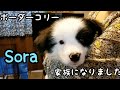 ボーダーコリーの子犬をお迎え!生後2ヶ月、家族になりました