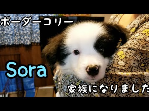 ボーダーコリーの子犬をお迎え！生後2ヶ月、家族になりました