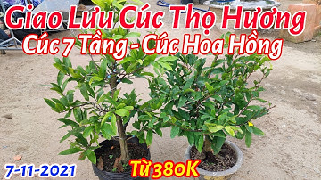 Giao lưu mai cúc thọ hương, cúc 7 tầng, hoa hồng thanh tú giá từ 350k 0386573894