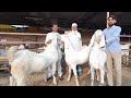 Hindustan ke pehle sojat kisan  oldest breedline of sojat goats