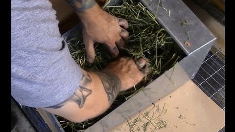 Raising meat rabbits: preparing a nest box