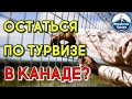 ОСТАТЬСЯ ПО ТУР ВИЗЕ В КАНАДЕ? | ИНТЕРЕСНЫЙ КАЛГАРИ. КАНАДА #52