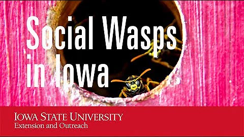 3 Types of Social Wasps in Iowa