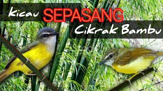 Kicau Sepasang Burung Cikrak Bambu