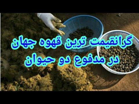 تصویری: آیا ملیتا ک فنجان می سازد؟