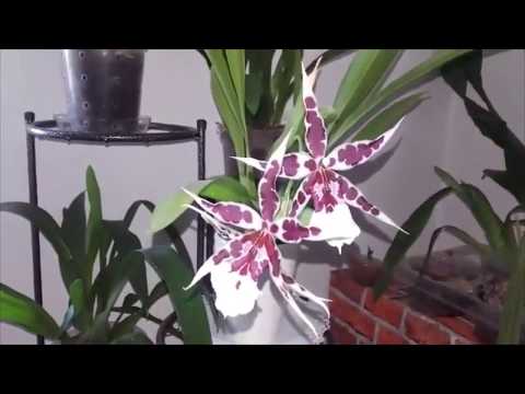 Video: Orhidee Keikis: Propagarea orhideelor din Keikis